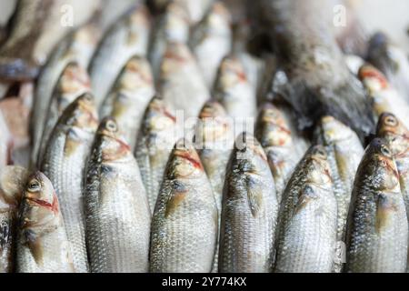 Kleine Fische werden auf dem Fischmarkt verkauft. Stockfoto