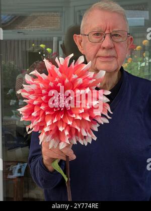 Riesige Dahlia, Holland Festival Stockfoto