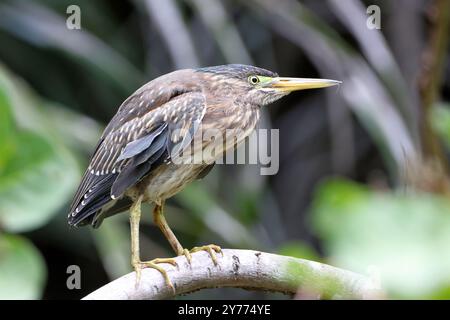 Streifenreiher (Butorides striata), der auf einem Ast in der Mitte der Vegetation thronte Stockfoto