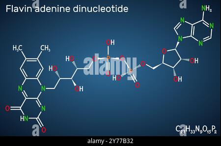 Flavin-Adenin-Dinucleotid, FAD-Molekül. Essentielles Redox-aktives Coenzym, das an der Energieerzeugung und dem Stoffwechsel beteiligt ist. Chemische Strukturformel, Stock Vektor