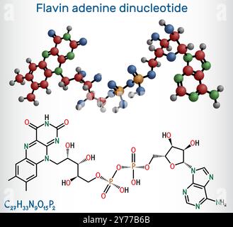 Flavin-Adenin-Dinucleotid, FAD-Molekül. Essentielles Redox-aktives Coenzym, das an der Energieerzeugung und dem Stoffwechsel beteiligt ist. Chemische Strukturformel, Stock Vektor