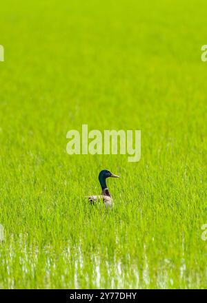 Eine Stockente (Anas platyrhynchos) in einem Reisfeld im Ebro-Delta im Frühsommer (Montsià, Tarragona, Katalonien, Spanien) ESP: UN pato ánade Real Stockfoto