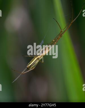 Silberne Stretchspinne Tetragnatha montana hängt im Netz. Stockfoto