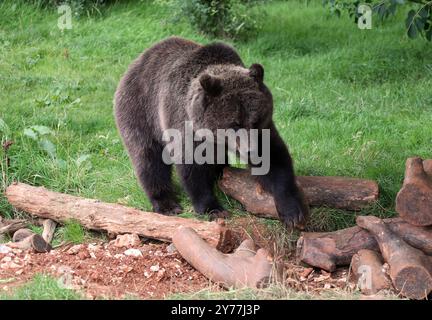 Eurasischer Braunbär, Europäischer Braunbär oder gemeiner Braunbär, Ursus arctos arctos, Ursidae. Stockfoto