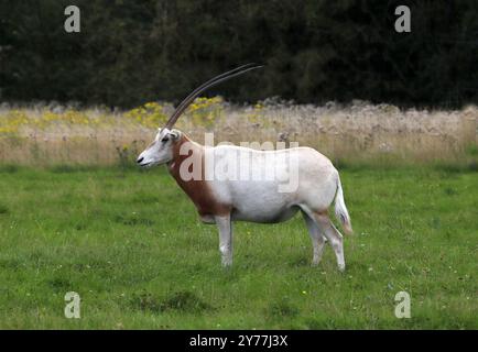 Scimitar Oryx, Scimitar-Hörner Oryx oder Sahara oryx, Oryx Dammah, Bovidae. Sahara-Afrika. Stockfoto