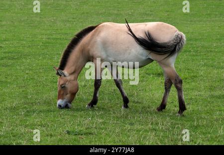 Przewalski's Horse, Takhi, Mongolian Wild Horse oder Dzungarian Horse, Equus ferus przewalskii, Equiden. Zentralasien. Stockfoto