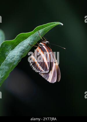 Weiblicher Eichen-Tiger-Schmetterling, Dryadula phaetusa, Nymphalidae. Auch bekannt als Banded Orange Heliconian, Banded Orange oder Orange Tiger. Brasilien, Mexiko. Stockfoto