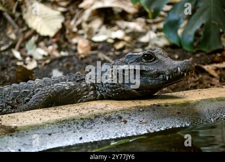 Westafrikanisches Zwergkrokodil, Afrikanisches Zwergkrokodil, Breitschnurkrokodil oder Knochenkrokodil, Osteolaemus tetraspis, Crocodylidae. Westafrika. Stockfoto