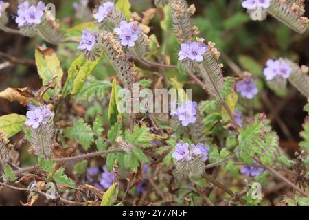 Phacelia Distans, eine fesselnde Einheimische, die jährlich im Frühling im Küstengebiet von Los Angeles County Skorpioidblüten zeigt. Stockfoto