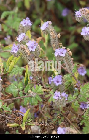 Phacelia Distans, eine fesselnde Einheimische, die jährlich im Frühling im Küstengebiet von Los Angeles County Skorpioidblüten zeigt. Stockfoto