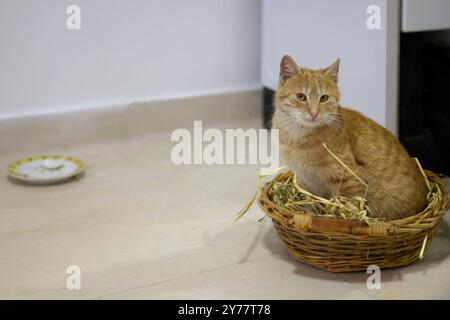 Eine süße Ingwerkatze ist bereit, in einem Korb neben dem Herd zu schlafen. Glückliche Tabbykatze, die sich in einem Haus entspannt. Heizung. Stockfoto