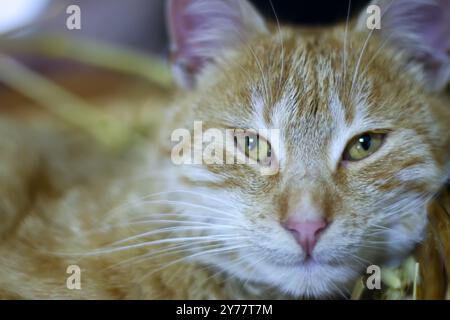 Kopfporträt einer Ingwerkatze. Eine süße flauschige Katze, die sich entspannt Stockfoto