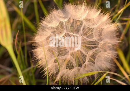 Löwenzahn, Samenlöwenzahn, Sommerlöwenzahn Stockfoto