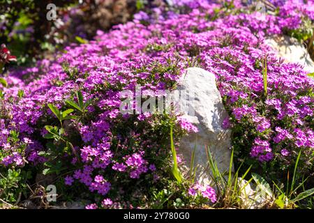 Purpurphlox subulata Blüten im Steingarten Stockfoto
