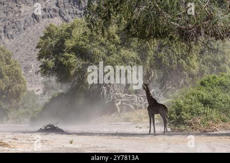 Angola-Giraffe (Giraffa camelopardalis angolensis) im Hoanib-Trockenfluss in einem Sandsturm, Kaokoveld, Kunene-Region, Namibia, Afrika Stockfoto