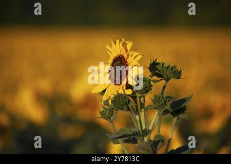 Nahaufnahme von Sonnenblumen vor einem verschwommenen Hintergrund anderer blühender Sonnenblumen Stockfoto