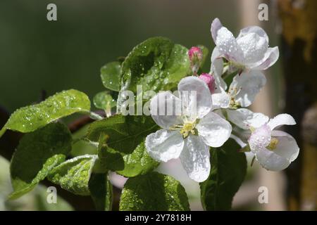 Weißer Apfelbaum blüht an einem Frühlingstag mit Tautropfen und Regen mit verschwommenem Hintergrund. Wunderschöne Natur Stockfoto