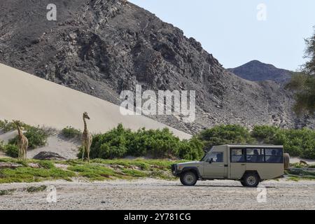 Touristen beobachten Angola Giraffen (Giraffa camelopardalis angolensis) im Hoanib Trockenfluss, Kaokoveld, Kunene Region, Namibia, Afrika Stockfoto