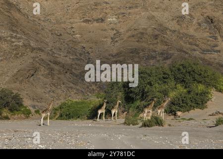 Angola-Giraffen (Giraffa camelopardalis angolensis) im Trockenfluss Hoanib, Kaokoveld, Kunene-Region, Namibia, Afrika Stockfoto