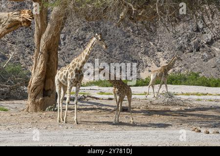 Angola-Giraffen (Giraffa camelopardalis angolensis) im Trockenfluss Hoanib, Kaokoveld, Kunene-Region, Namibia, Afrika Stockfoto