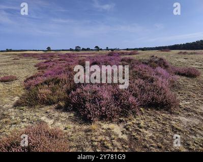 Landschaft mit blühender Heidekraut auf sandigem Boden, de Hoge Veluwe Nationalpark, Otterlo, Provinz Gelderland, Niederlande Stockfoto