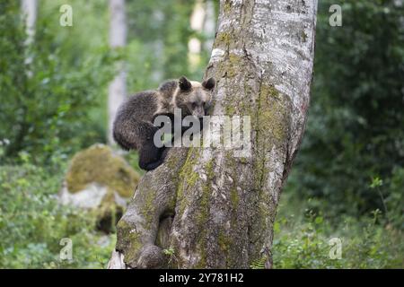 Europäischer Braunbär oder eurasischer Braunbär (Ursus arctos arctos), Junge klettern auf einen Baum Stockfoto