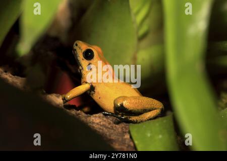 Schwarzbeiniger Giftfrosch (Phyllobates bicolor), Erwachsener, Alarm, Südamerika Stockfoto