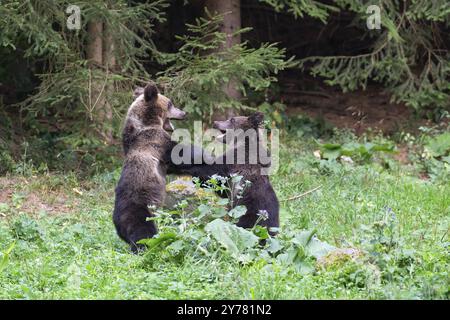 Europäischer Braunbär oder eurasischer Braunbär (Ursus arctos arctos), Junge kämpfen spielerisch miteinander Stockfoto