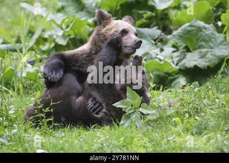 Europäischer Braunbär oder eurasischer Braunbär (Ursus arctos arctos), Junge kämpfen spielerisch miteinander Stockfoto