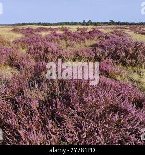 Landschaft mit blühender Heidekraut auf sandigem Boden, de Hoge Veluwe Nationalpark, Otterlo, Provinz Gelderland, Niederlande Stockfoto