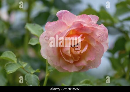 Rose (Rosa sp.) Mit Regentropfen, Nordrhein-Westfalen, Deutschland, Europa Stockfoto