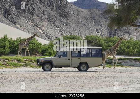 Touristen beobachten Angola Giraffen (Giraffa camelopardalis angolensis) im Hoanib Trockenfluss, Kaokoveld, Kunene Region, Namibia, Afrika Stockfoto