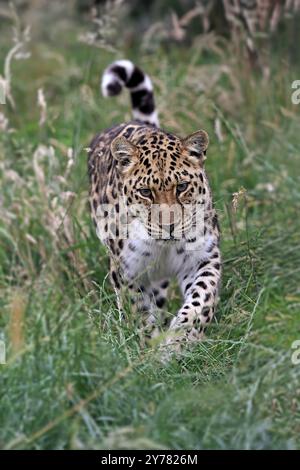 Amur Leopard (Panthera pardus orientalis), adulte Stalking, wachsam Stockfoto