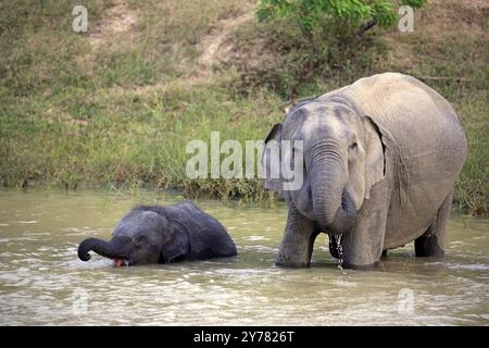 Asiatischer Elefant (Elephas maximus), Sri Lanka Elefant, Mutter mit Jungen im Wasser, trinken, Yala Nationalpark, Sri Lanka, Asien Stockfoto