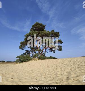 Kiefer in der Dünenlandschaft de Pollen, de Hoge Veluwe Nationalpark, Otterlo, Provinz Gelderland, Niederlande Stockfoto