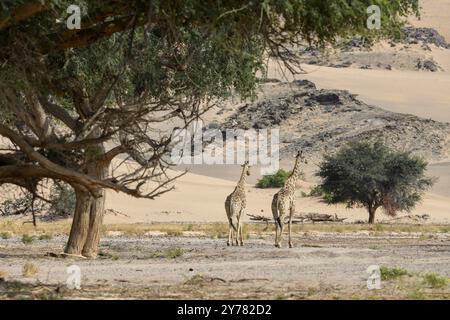 Angola-Giraffen (Giraffa camelopardalis angolensis) im Huab-Trockenfluss, Kaokoveld, Kunene-Region, Namibia, Afrika Stockfoto