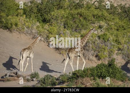 Angola-Giraffen (Giraffa camelopardalis angolensis) im Trockenfluss Hoanib, Kaokoveld, Kunene-Region, Namibia, Afrika Stockfoto