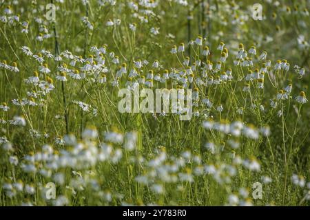 Ein Feld voller blühender Kamillenblüten auf einer grünen Wiese unter hellem Sonnenlicht, Münsterland, Nordrhein-Westfalen, Deutschland, Europa Stockfoto