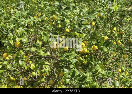 Cedrat-Zitrone, Zitronenbaum mit Reifen Zitronen (Citrus medica) Stockfoto