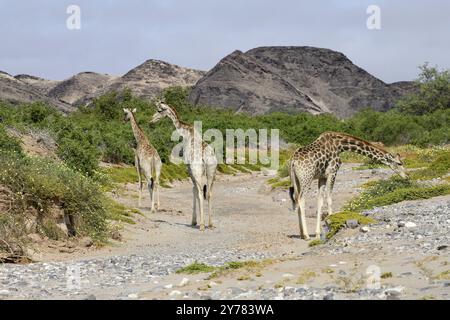 Angola-Giraffen (Giraffa camelopardalis angolensis) im Trockenfluss Hoanib, Kaokoveld, Kunene-Region, Namibia, Afrika Stockfoto