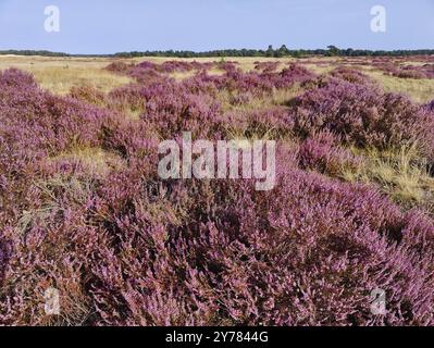 Landschaft mit blühender Heidekraut auf sandigem Boden, de Hoge Veluwe Nationalpark, Otterlo, Provinz Gelderland, Niederlande Stockfoto