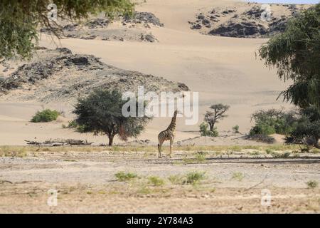 Angola-Giraffe (Giraffa camelopardalis angolensis) im Huab-Trockenfluss, Kaokoveld, Kunene-Region, Namibia, Afrika Stockfoto