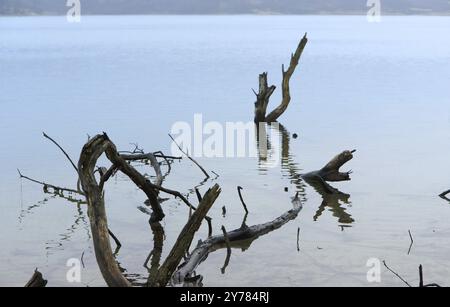 Das Verhaken im Wasser, das die Wurzeln des alten Baumes hervorragen, ist gefährlich Stockfoto