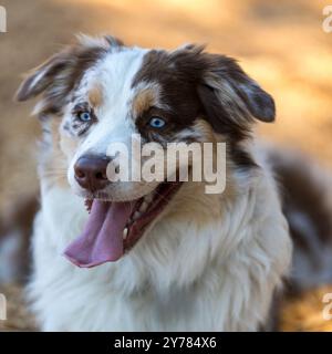 Red Merle mit weißem und braunem australischem Schäferkopf. Hundeschlittenpark in Nordkalifornien. Stockfoto