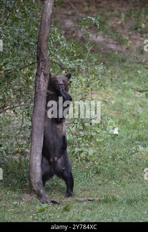 Europäischer Braunbär oder eurasischer Braunbär (Ursus arctos arctos), weibliche Braunbärin, die aufrecht auf einer Waldlichtung steht Stockfoto