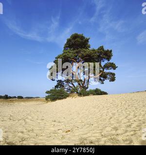 Kiefer in der Dünenlandschaft de Pollen, de Hoge Veluwe Nationalpark, Otterlo, Provinz Gelderland, Niederlande Stockfoto