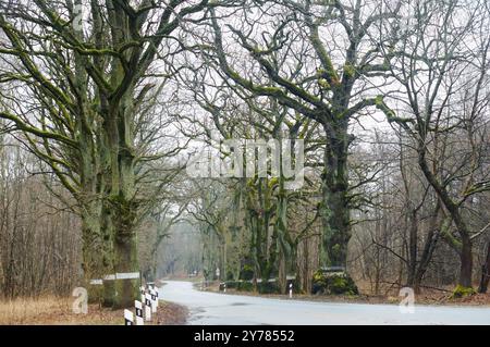 Straße mit alten Bäumen, großen Bäumen entlang der Straße Stockfoto