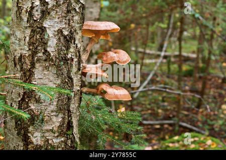 Pilze auf der Birke im Wald, große Pilze Honig Agaren wachsen auf einem Baum Stockfoto