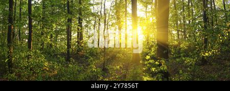 Panorama der Waldlandschaft mit heller Morgensonne, die durchscheint Bäume und grüne Blätter Stockfoto