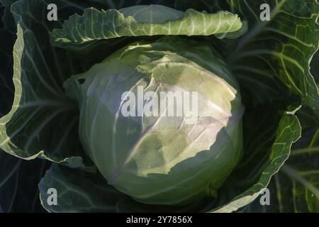 Nahaufnahme eines Kohlkopfes. Kohl wächst im Garten. Das Konzept der Ernte auf dem Bauernhof Stockfoto